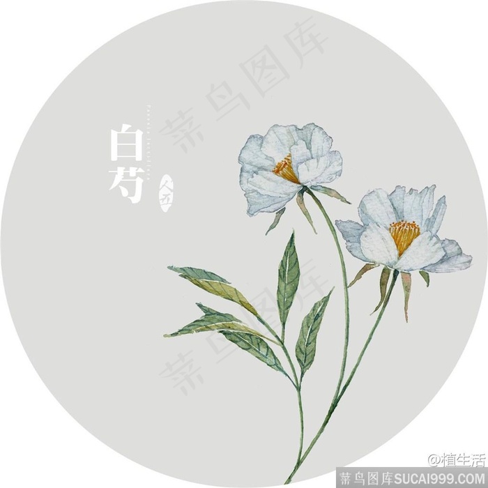 插画植物花白芍