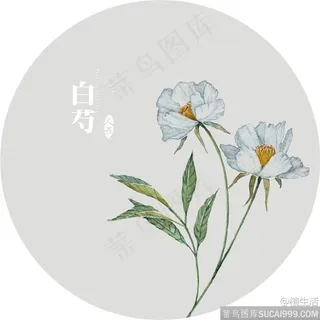 插画植物花白芍
