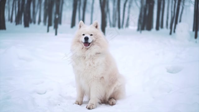 狗, 小狗, 宠物, 动物, 犬类, 朋友, 玩, 俏皮的
