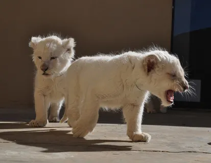 狮子动物园动物森林野生设计素材