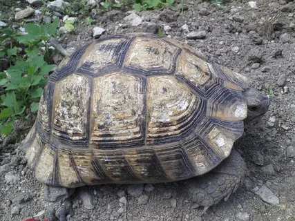 陆地老乌龟图片 陆地老乌龟图片