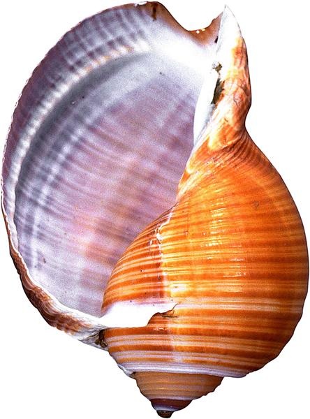 海螺 PNG免抠(444x600)