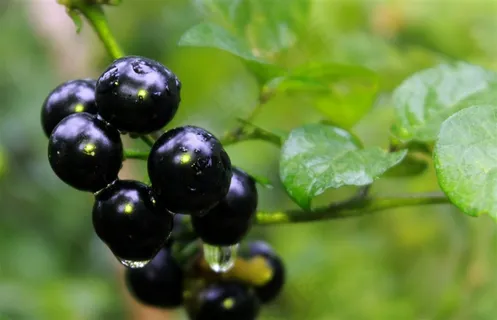 树上的浆果水果海报 水果