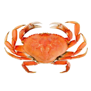 螃蟹(29)海鲜超市商品红酒白底图免抠实物摄影png格式图片透明底