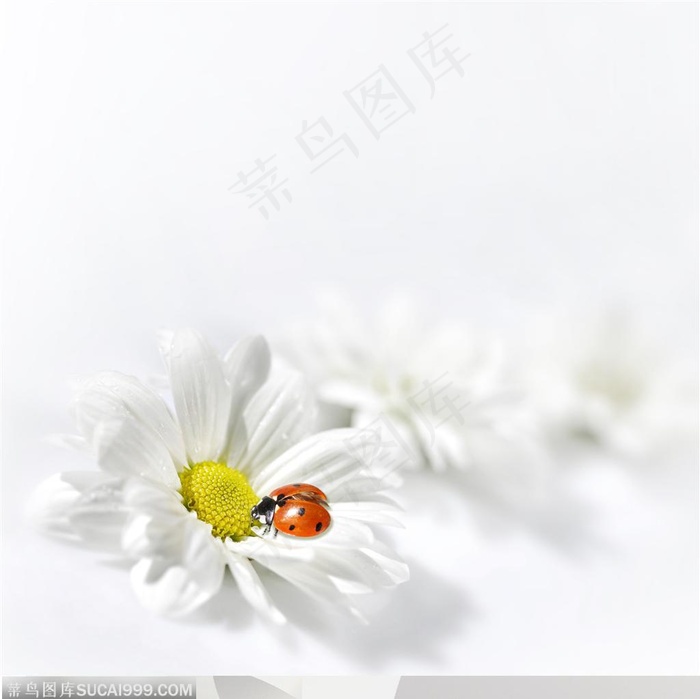 清明节元素-白色菊花和瓢虫