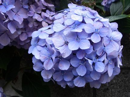 紫色绣球花图片下载 紫色绣球花图片下载
