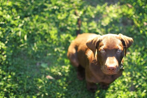 咖啡色拉布拉多图片