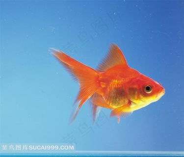 一条小金鱼高清摄影图