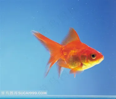 一条小金鱼高清摄影图