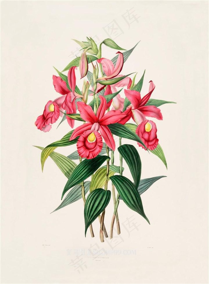 高清手绘插画红色兰花
