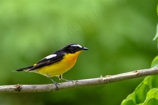 鸟类大全白眉姬鹟鸟图片