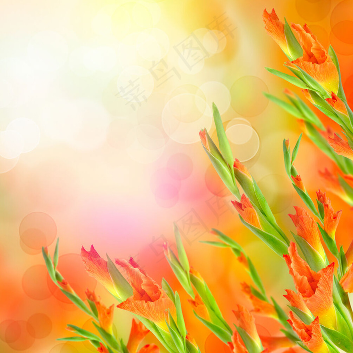 高清红色鲜花图片