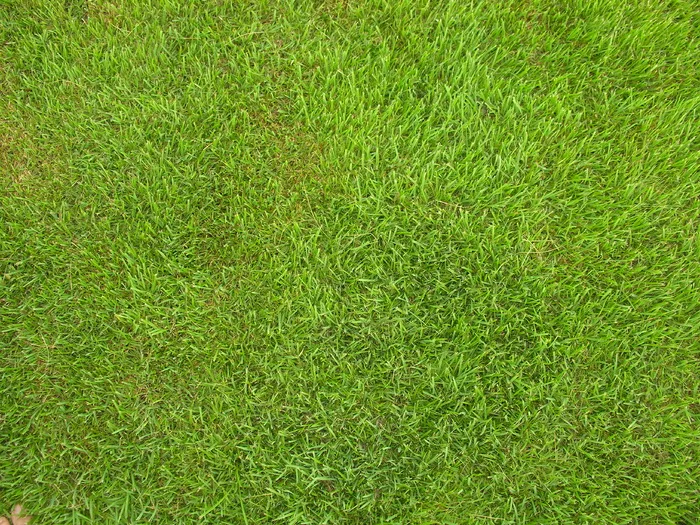绿色草地背景图片