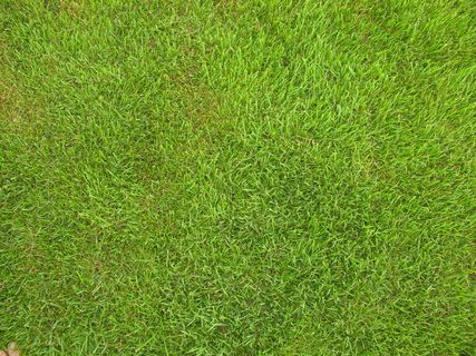 绿色草地背景图片