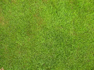 绿色草地背景图片