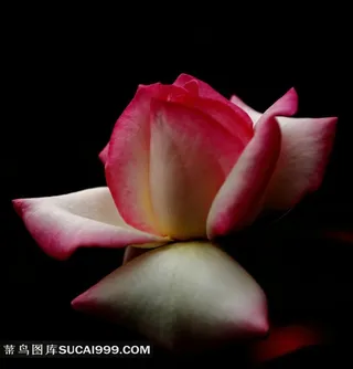 娇艳的玫瑰花素材