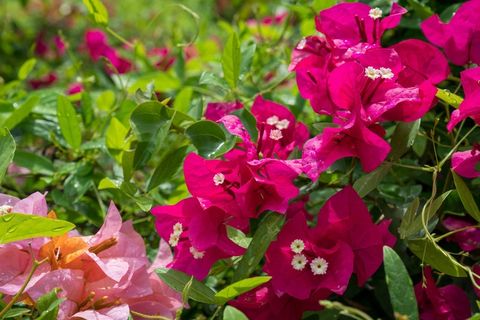 粉红色的三角梅花朵图片