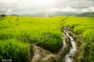 农田 水稻  稻苗  田间  高清水稻图 天空 