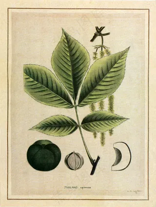 绿树树叶树枝艺术插画