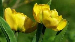 黄色郁金香开花图片