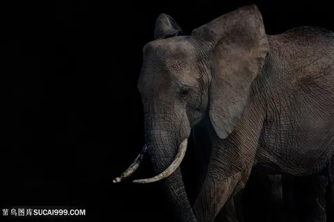 黑暗中的泰国大象图片 黑暗中的泰国大象图片