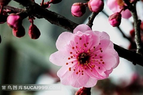 粉色梅花摄影