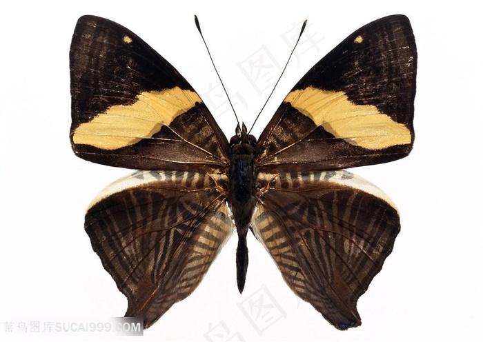 高清黄色斑纹蝴蝶标本图片