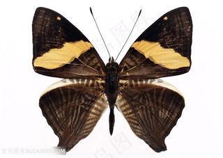 高清黄色斑纹蝴蝶标本图片