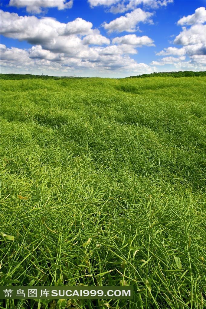 蓝天白云绿野草地