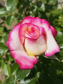 一只粉红玫瑰花图片 一只粉红玫瑰花图片