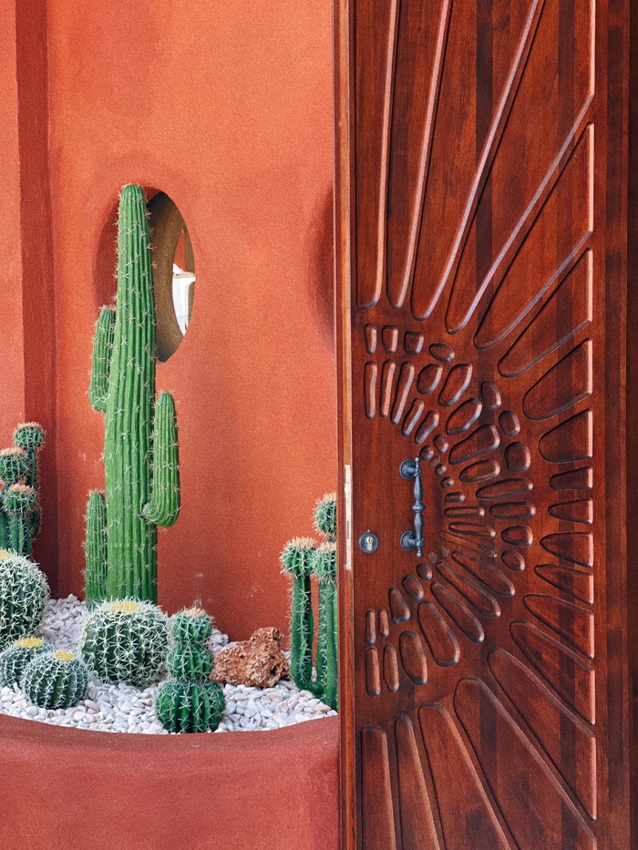 绿色仙人掌仙人球摄影素材