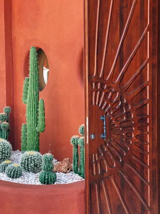 绿色仙人掌仙人球摄影素材