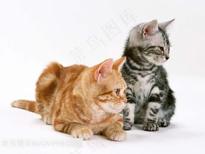 两只不同颜色的猫