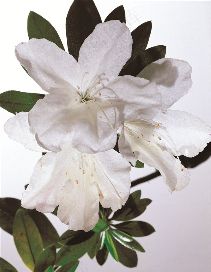 清新的白色花朵