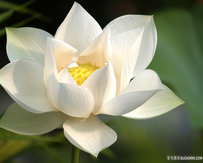 白色莲花植物图片