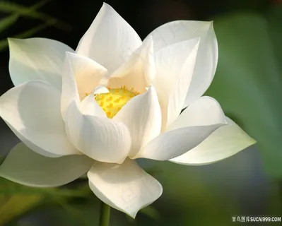 白色莲花植物图片 白色莲花植物图片