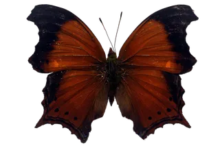 蝴蝶 彩蝶 花蝴蝶 动物 昆虫 免抠