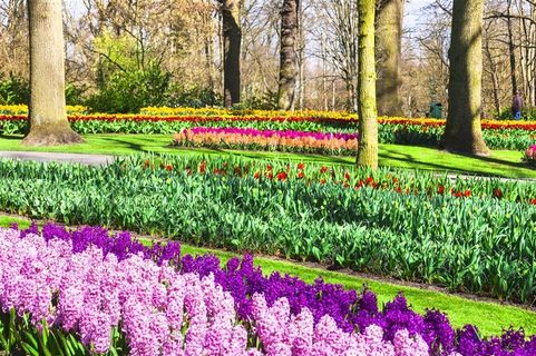 公园里美丽的花海图片