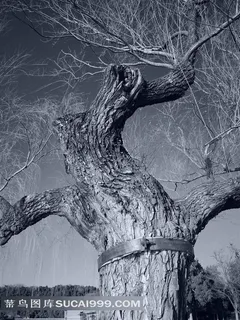 古树摄影 古树摄影