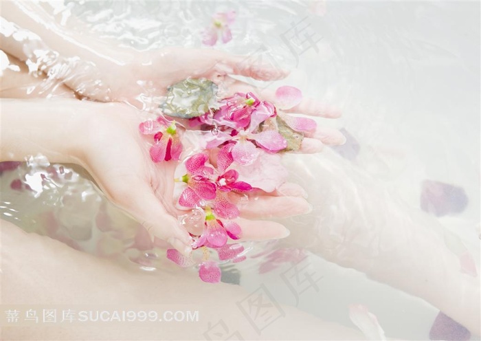 美容SPA宣传图片 水中捧着花瓣的手特写