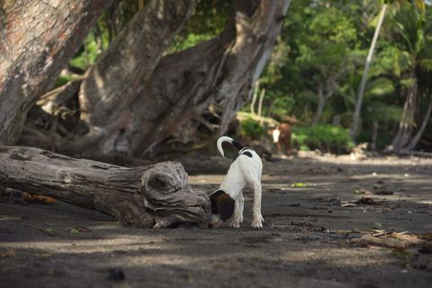冬天可怜流浪狗狗图片