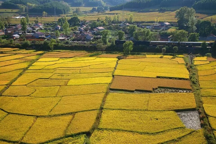 山下村庄前的金色麦田