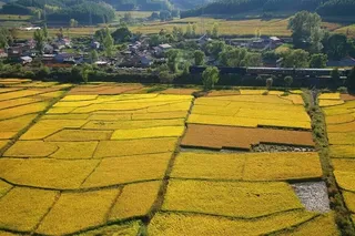 山下村庄前的金色麦田