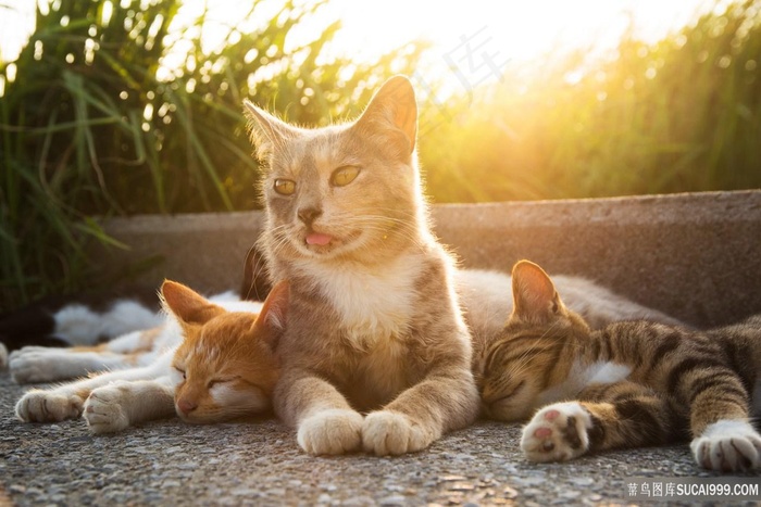 太阳下睡觉的猫咪图片