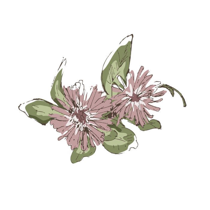 线条草本花卉手绘植物-红车轴彩色