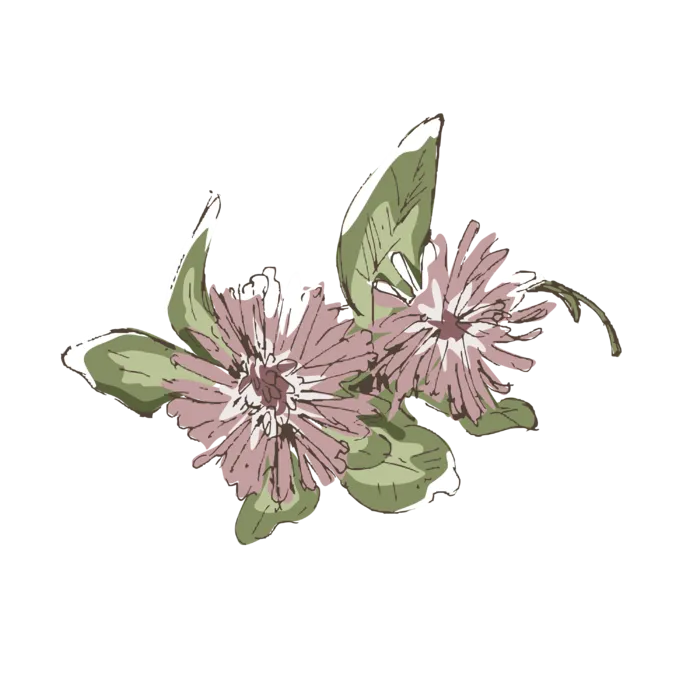 线条草本花卉手绘植物-红车轴彩色