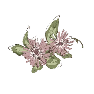 线条草本花卉手绘植物-红车轴彩色