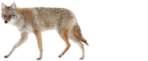 PNG豺狼土狼免抠