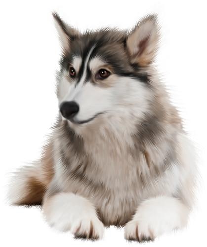 哈士奇 PNG免抠(419x500)