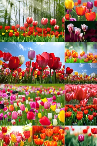 120张郁金香图片大全